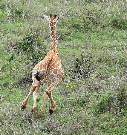Nairobi NP