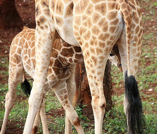 Nairobi NP