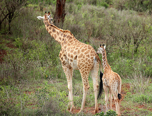Nairobi NP