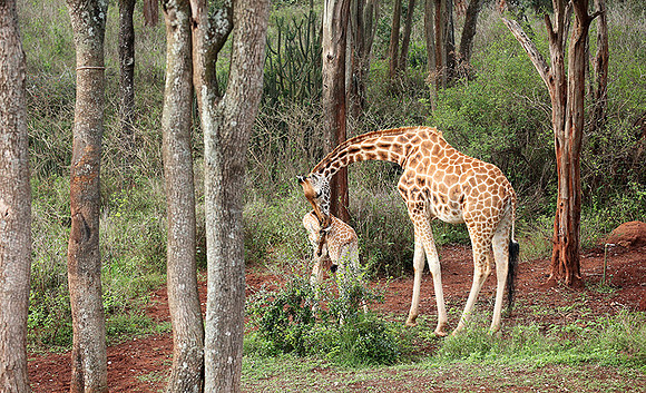 Nairobi NP