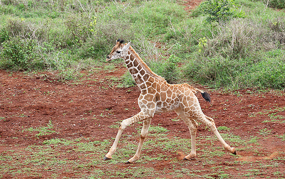 Nairobi NP