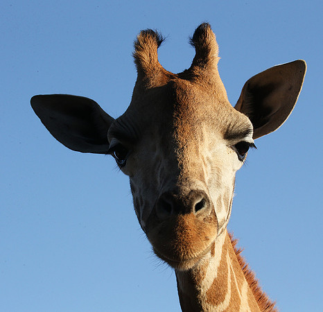 Nairobi NP
