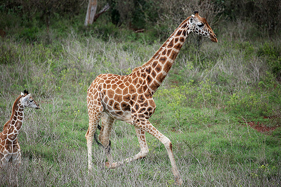 Nairobi NP