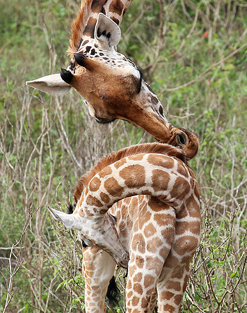 Nairobi NP