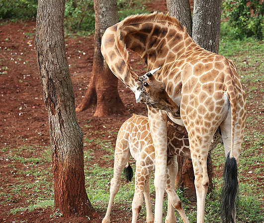 Nairobi NP