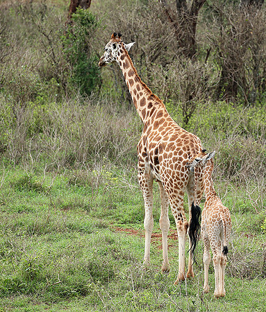 Nairobi NP
