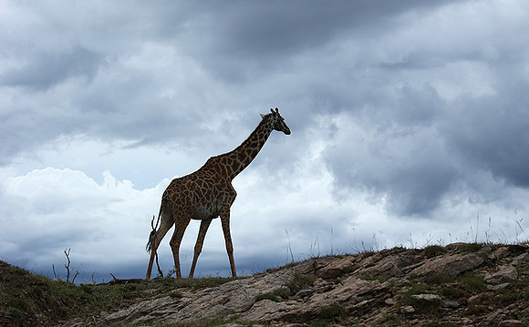 Masaï Mara NP