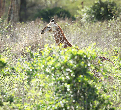 Nairobi NP
