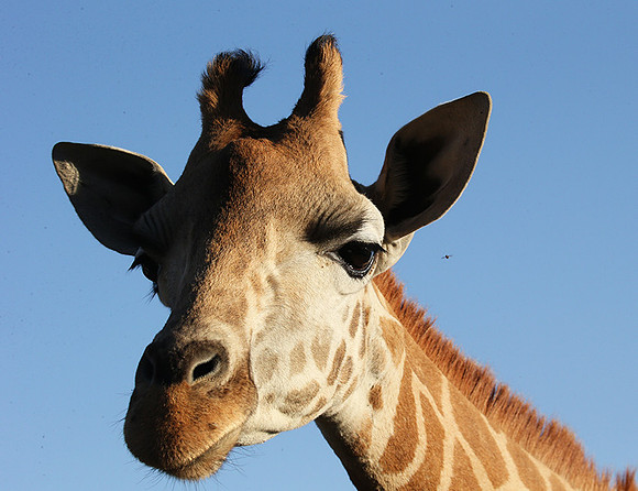 Nairobi NP