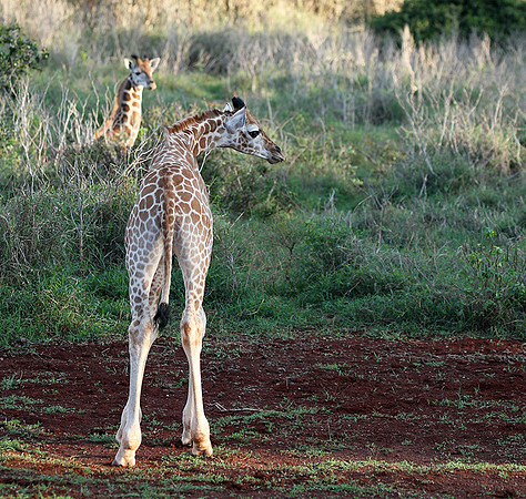 Nairobi NP