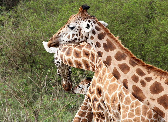 Nairobi NP