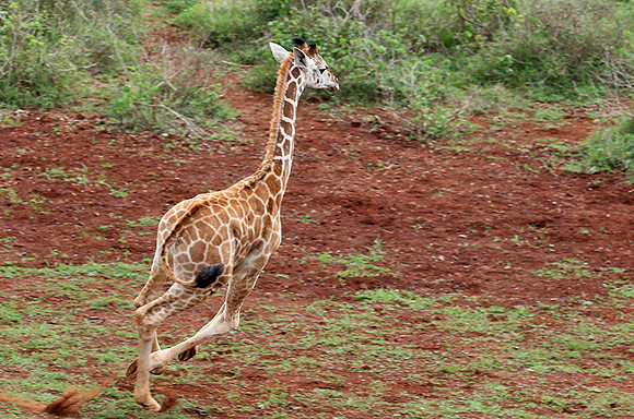 Nairobi NP