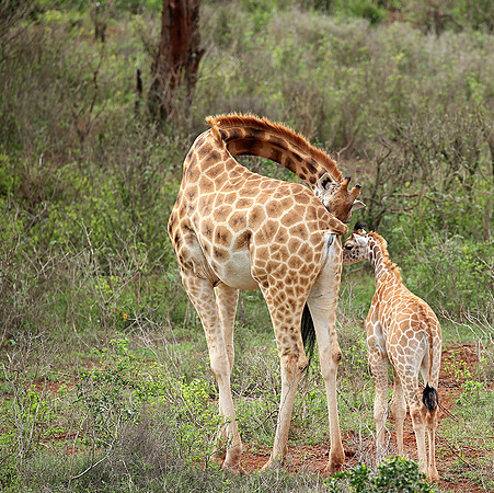 Nairobi NP