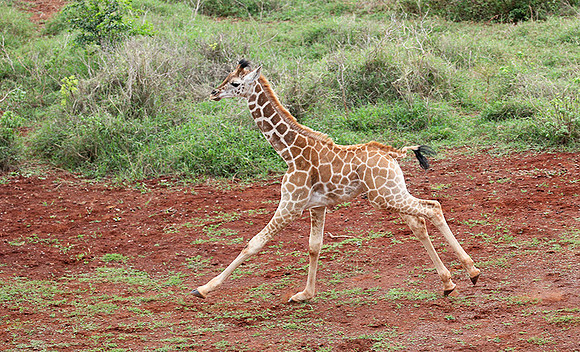 Nairobi NP
