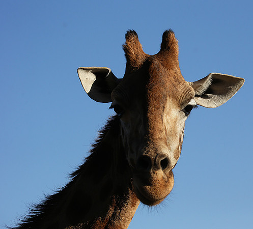 Nairobi NP