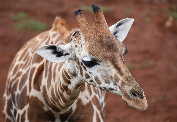 Nairobi NP