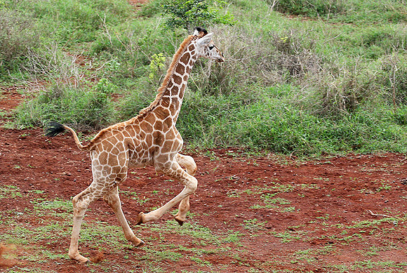 Nairobi NP