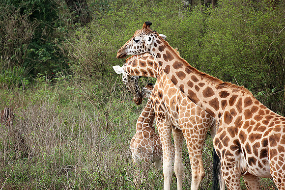 Nairobi NP