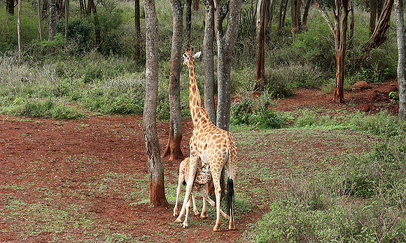Nairobi NP