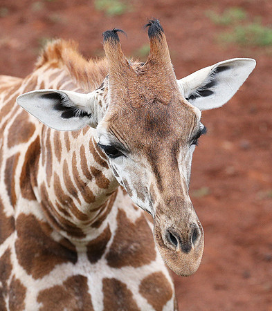 Nairobi NP