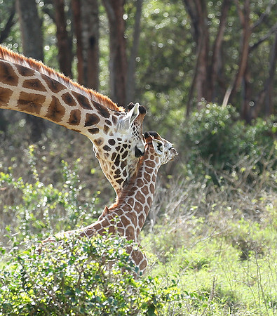 Nairobi NP