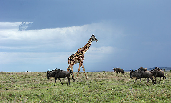 Masaï Mara NP