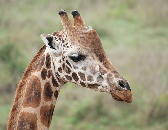 Nairobi NP