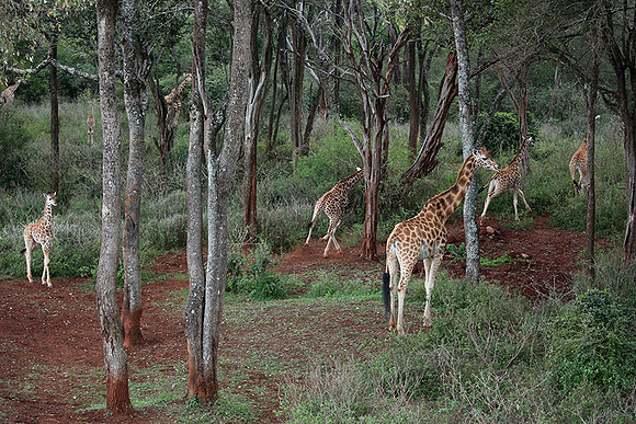 Nairobi NP