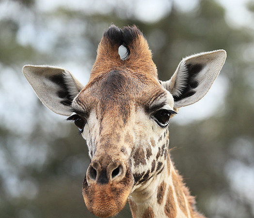Nairobi NP