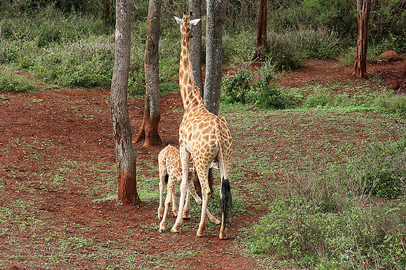 Nairobi NP