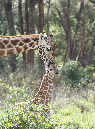 Nairobi NP