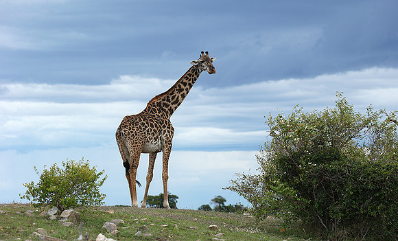 Masaï Mara NP