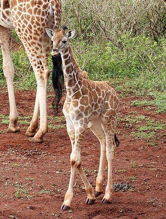 Nairobi NP