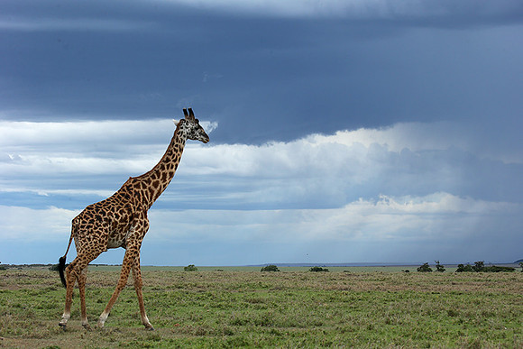 Masaï Mara NP