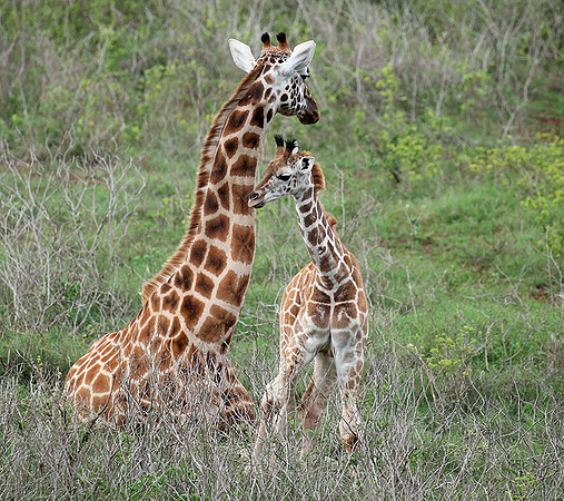 Nairobi NP