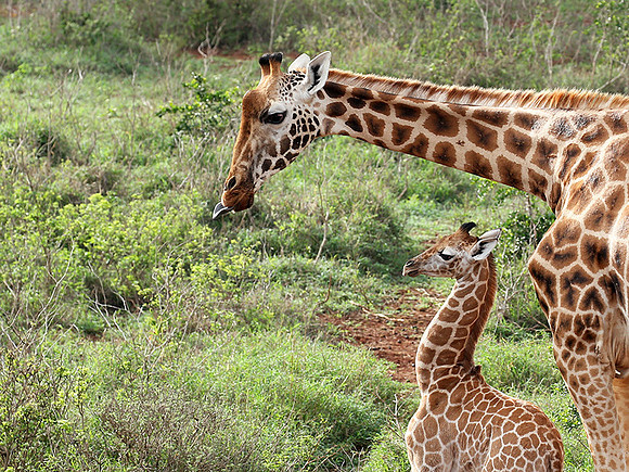 Nairobi NP