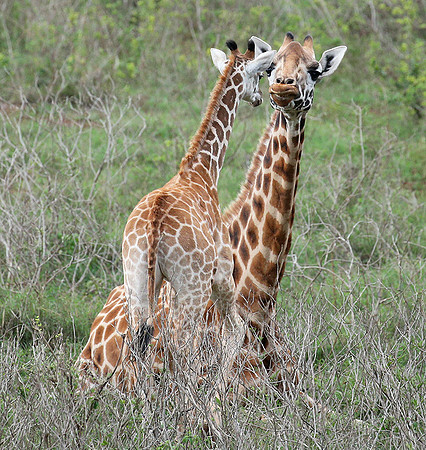 Nairobi NP