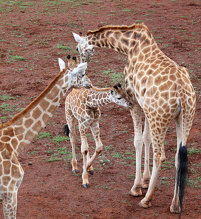Nairobi NP
