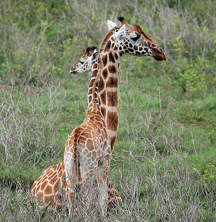 Nairobi NP