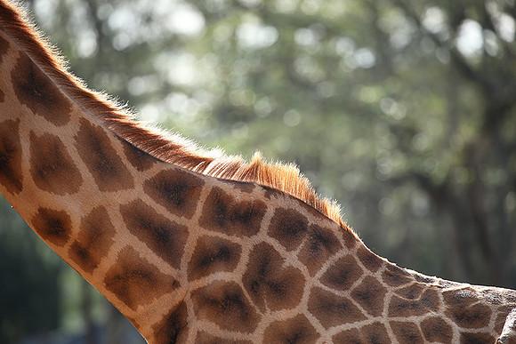 Nairobi NP