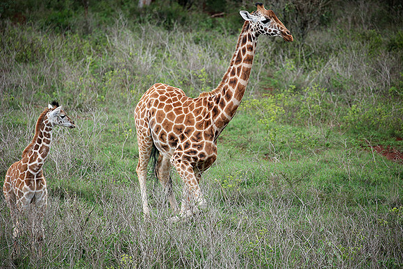 Nairobi NP