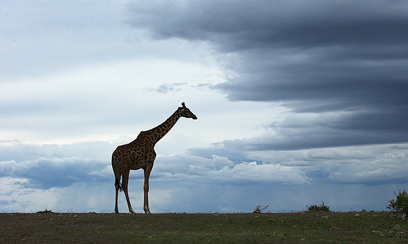 Masaï Mara NP