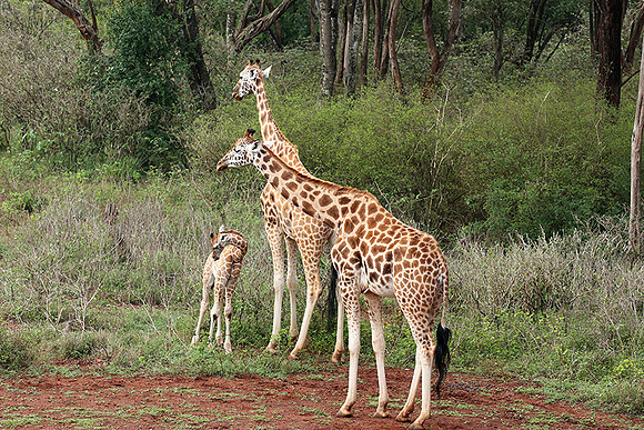 Nairobi NP