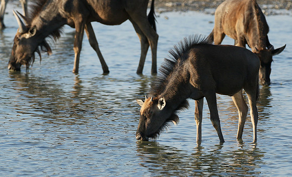 Makgadikgadi