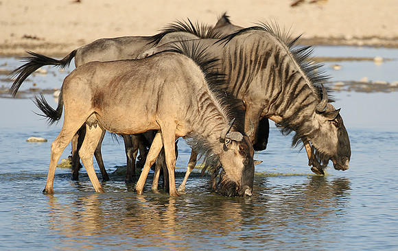 Makgadikgadi