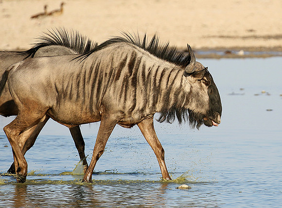 Makgadikgadi