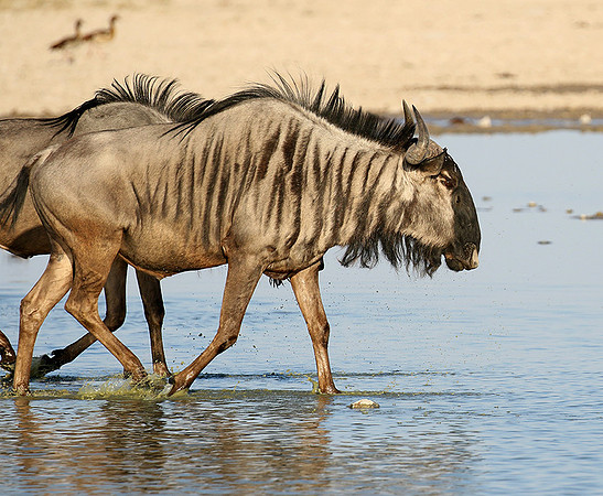 Makgadikgadi