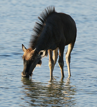 Makgadikgadi