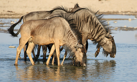 Makgadikgadi