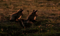 Bat-eared fox cubs - Masaï Mara